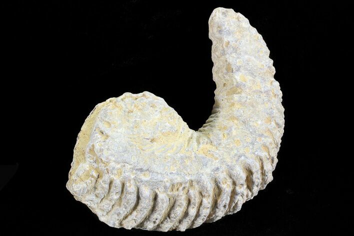 Cretaceous Fossil Oyster (Rastellum) - Madagascar #69645